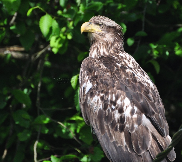 eagle